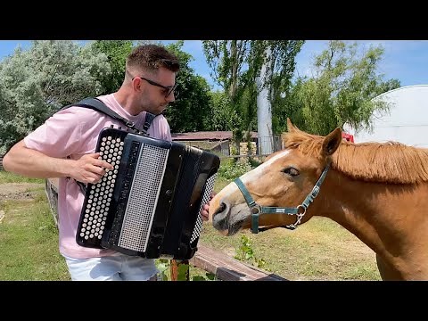 Horse in love with accordion