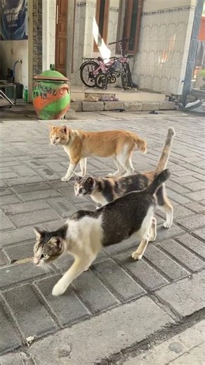 Cats Looking So Confused 😂 | Funny Cat Short