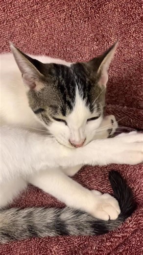 Does your cat have fleas? If your cat has or has had fleas then it’s very likely they have tapeworms too! All fleas carry tapeworms! We got that covered, naturally! Both our No More Fleas and No More Cat Worms will keep your cat healthy naturally! Visit the link below for more info ⬇️🐈‍⬛⬇️ | Earth's Answers