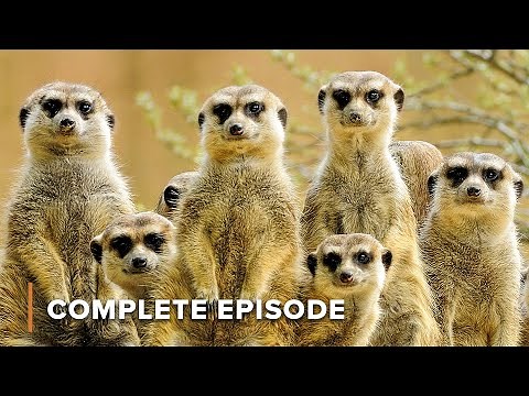 Ethiopia’s Secret Primates | Wildlife Icons 107