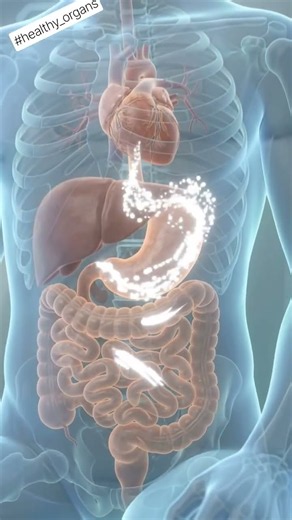 Inside your Gut : 3D animation of banana digestion and parasite worms