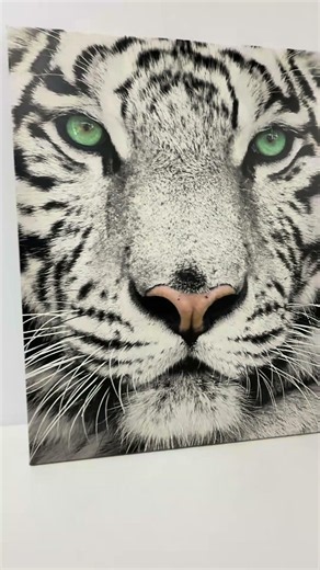 Canvas schilderij met witte tijger | Krachtige wanddecoratie met dieren - Nikkel Art