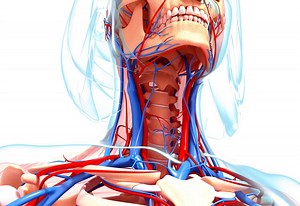 Internal Jugular Vein: Anatomy, Function, and Significance