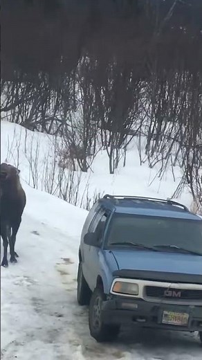 Moose chases dogs in snowy Homer, Alaska, USA