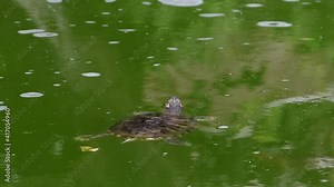 HD video of Pond Slider Turtle swimming from one turtle to another, second turtle swims away. Murky green pond water.