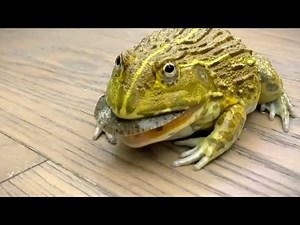 African bullfrog eats live turtle | WARNING LIVE FEEDING