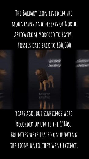 Barbary Lion Extinction: A History from Morocco to Egypt