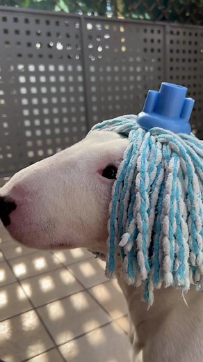 I thought it was Shakira 😳 👉 IG: sparky.minibullterrier #dog #pet
