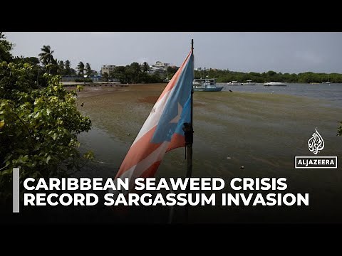 Why Is the Caribbean drowning in a record seaweed invasion?