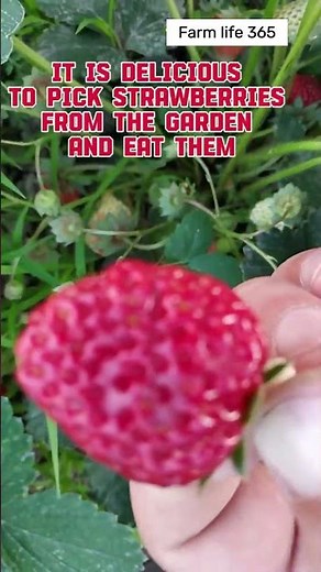 Strawberry Growing Made Easy