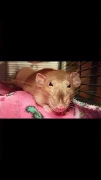 Rat Utopia Experiment | Universe 25 #science