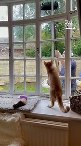 39K views · 550 reactions | Window washer's day = made thanks to these guys!! Pets are such a gift! 藍 #Cats #Dogs #WindowWasher #HighRise #AnimalLovers #Cute | Fur Family | Facebook