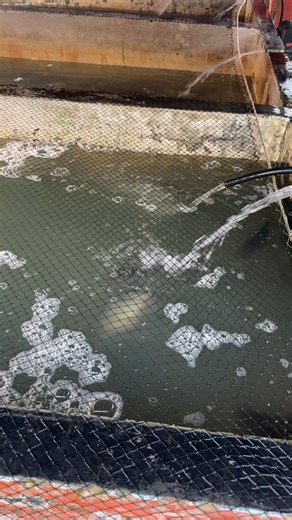 Big Fish Breeding Zone #reels | Extreme Fish World