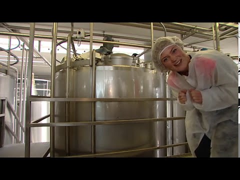 Hoe wordt yoghurt gemaakt? | Doen Ze Dat Zo?