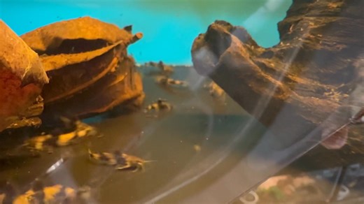 New fish arrival. Akysis Prashadi Aka Burmese Marble Catfish. Come check out the largest fish store in California. We stock over 600 tanks of fish with the largest selection. 6643 Franklin Blvd Sacramento 95823. 916-422-7266 #exoticaquarium #sacramento #fishethusiast #saltwateraquarium #plantedaquarium #snakes #lizards #freshwaterfish #palladarium #saltwaterfish #fishkeeping #tropicalplants #tropicalfish #aquascaping #corals #reef #reptiles #roseville #folsom #bayarea #rocklin #granitebay #citru