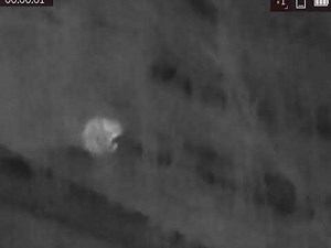 ATN OTS XLT 2.5-10X on test while rat shooting around the farmyard