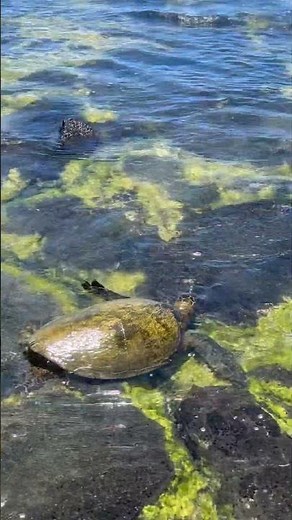 4K Hawaii sea turtle + natural ocean soundscapes 🌊 Full videos on Tranquil Blue Jay