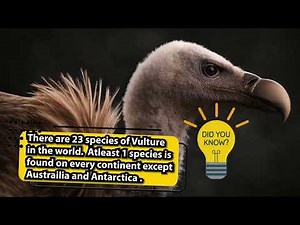 Vultures 101: Surprising Facts about these Majestic Scavengers