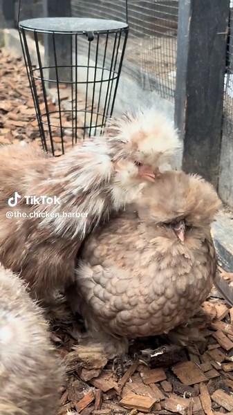 Silkie Chickens Haircut: Transforming Your Fowl Friends