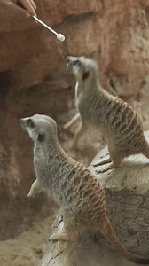 clip-3743904817-woman-feeding-meerkats-suricate-animal-suricata-suricatta