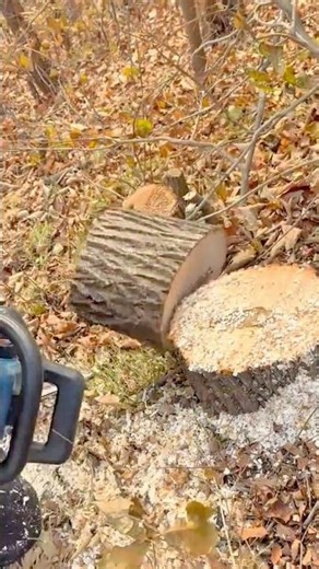 Cutting Thick Tree Logs Cleanly with a Powerful Chainsaw in a Forest Area