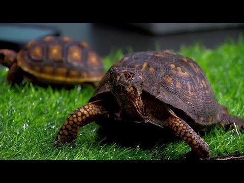 Turtles & tortoises as pets: what to know