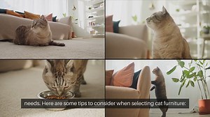 Cat Furniture Selection Tips