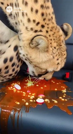 #cheetah #funny #memes #viral