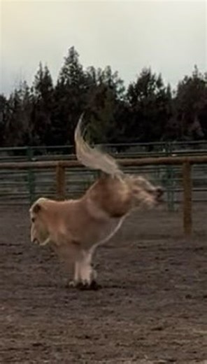 🌪️💨 When a storm’s coming and you’re 36 years YOUNG… Cisco, our oldest (and sassiest) resident, decided to show off his moves — bucking like a young horse and even throwing in a victory fart for good measure. 💨🐴 Age? Just a number. Vibes? Unstoppable. Cuteness? Off the charts. We are so lucky to share life with this legendary, joyful soul. Here’s to many more stormy-day zoomies, Cisco! 💛 #pony #horse #horses #rescue #cute | Harmony Farm Sanctuary
