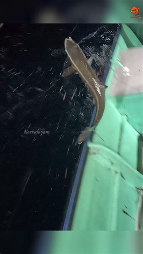 Danesh K on Instagram: "Catching Cobia Fish in the Sea #fishing #fishingvideos #fishingtime"