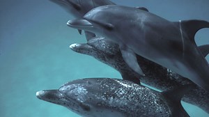 Google created a new AI model for talking to dolphins