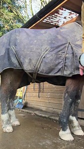 Mighty Jel is a life saver to keep scabby heels at bay when you have to turn out in the wet & mud. No washing just apply and leave on🙂 https://greathorseproducts.co.uk/product/mighty-jel/ | Oil 2 Horse - Great Horse Products