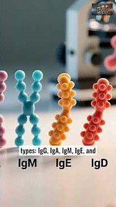 91 ANTIBODIES AND IMMUNITY, TYPES, FUNCTIONS AND DEFENSE ROLES #50LAM_ANATOMY_ENG