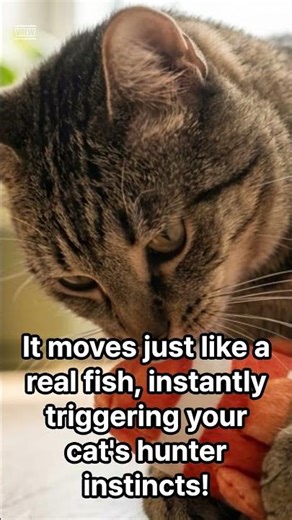 Watch my cat go CRAZY for this fish! 🐟😻 #cattoys #shorts