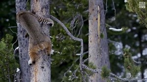 43K views · 1.3K reactions | Surviving winter in the mountains takes tenacity, and bobcats have just that. While the rivers are flush with food, hunting can be hard for a cat who isn't used to getting its feet wet. #PlanetEarth3 premieres November 4 on BBC America. | BBC America | Facebook
