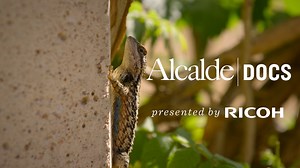 1.2K views · 21 reactions | Founded in 1982 by Lady Bird Johnson and Helen Hayes, the Lady Bird Johnson Wildflower Center has continued to provide Texans and visitors a place to enjoy native Texan plants. Learn more about the official botanic garden of Texas in our newest Alcalde Doc.  | Presented by Ricoh USA | Texas Exes | Facebook