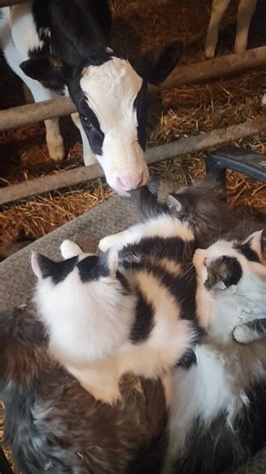 #Cats #cows #farmlife | cat