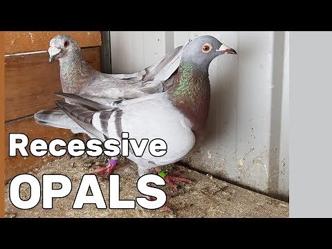 Recessive Opal Variability - Rare Coloured Racing Pigeons