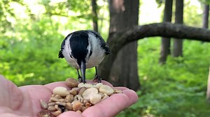 A White-breasted Nuthatch picks up a suet nugget and then decides to take advantage of the free sunflower seeds. After a few seeds he takes a suet nugget to eat later. | Jocelyn Anderson Photography