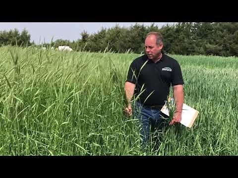 Contrast Between Triticale & Rye