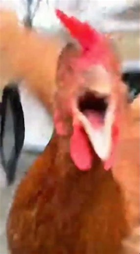 Microwave Egg EXPLODES Into Crazy Chicken!