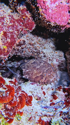 The Large Eye Toadfish often found hiding in crevices on the Belize Barrier Reef. #toadfish #divebelize #vacationbelize #travelphotography | Ambergris Divers