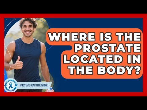 Where Is The Prostate Located In The Body? - Prostate Health Network
