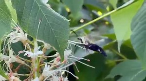 We can watch this all day! The snowberry clearwing moth is a type of sphinx moth. Active during the day, these moths give us good opportunity to observe nectaring and pollinating during this National Moth Week. Looks like a bumblebee, hovers like a hummingbird, the snowberry clearwing moth (Hemaris diffinis) lacks scales on large central patches of the wings, so the wings are transparent. A long, curled proboscis unfurls and probes the blooms of the bottlebrush buckeye (Aesculus parviflora). As 