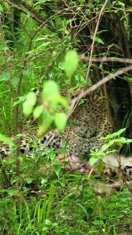 Big cat devours small cat in unexpected hunt