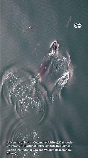 How Dolphins and Orcas Help Each Other Fill Their Stomachs [Orcas and Dolphins: Nature’s Amazing ...