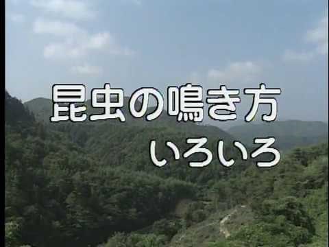 昆虫の鳴き方いろいろ