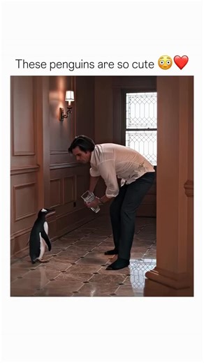 @flixnmovies_ on Instagram: "Mr. Popper's Penguins (2011): In bustling New York City, ambitious businessman Tom Popper unexpectedly inherits six lively penguins from his late explorer father, upending his structured, orderly life. As he struggles to manage work, his children, and the penguins' hilarious, mischievous antics, Tom discovers unexpected joy and chaos in his apartment. With the help of his playful feathered friends, he reconnects with his children, learns to embrace fun and family, an