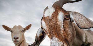 Paper towel dispensers sound like screaming goats