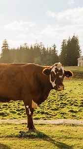Ocean breeze and time to reconnect with yourself. This is your escape 🌊 Plan your trip. | Norfolk Island Tourism